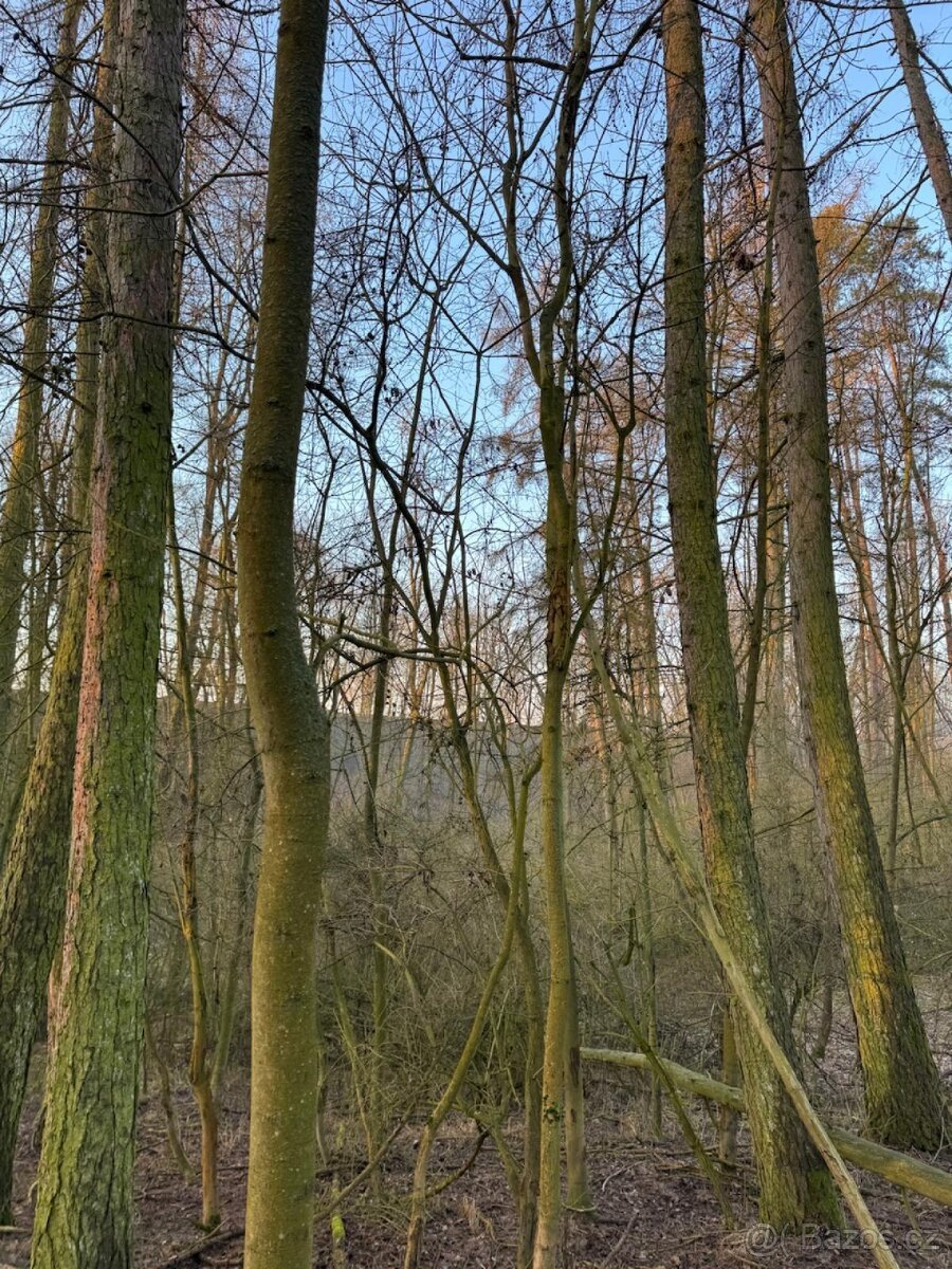 Prodej lesních pozemků k.ú. Velké Všelisy