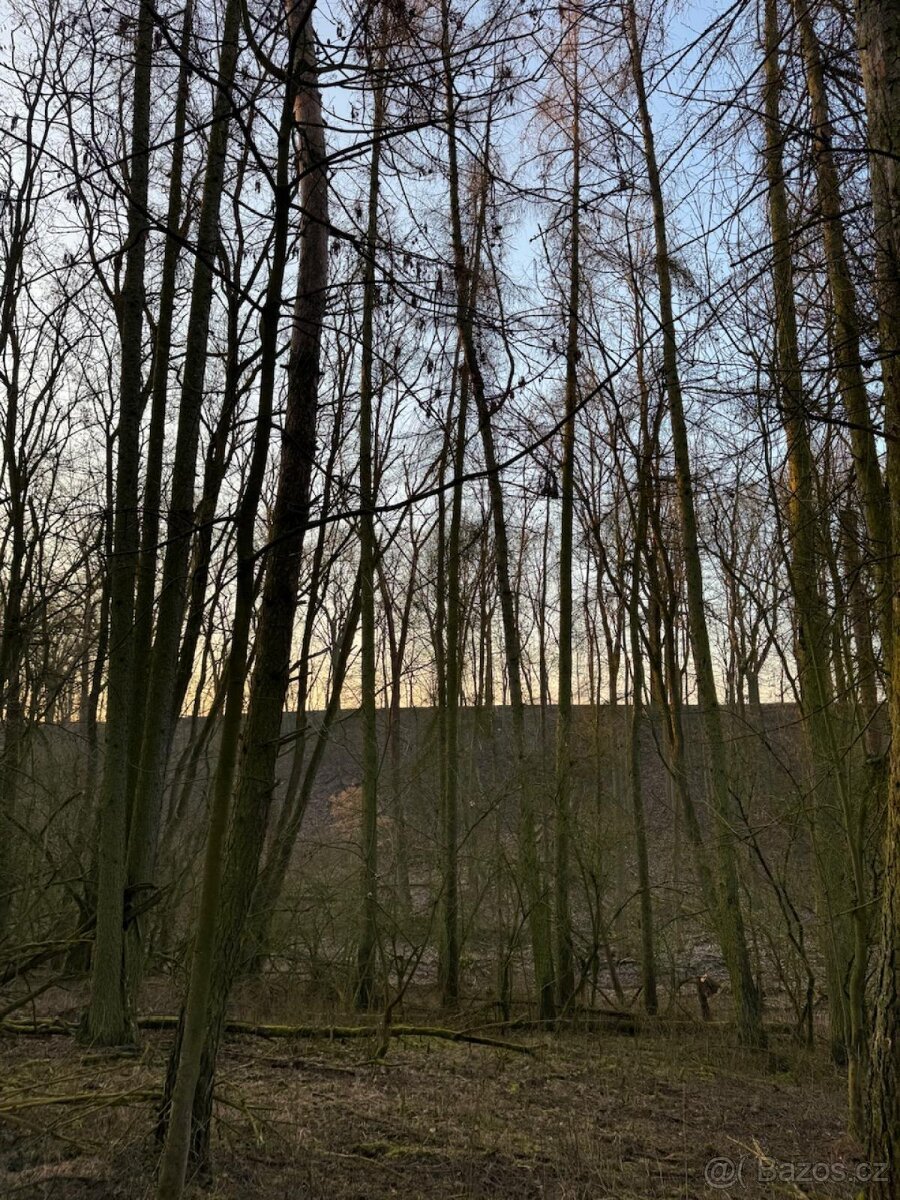 Prodej lesních pozemků k.ú. Velké Všelisy