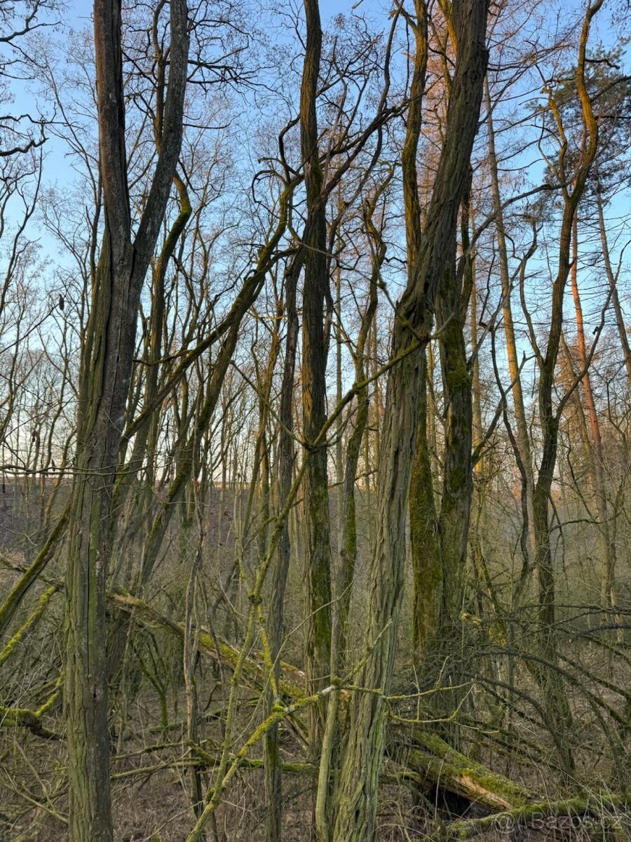 Prodej lesních pozemků k.ú. Velké Všelisy