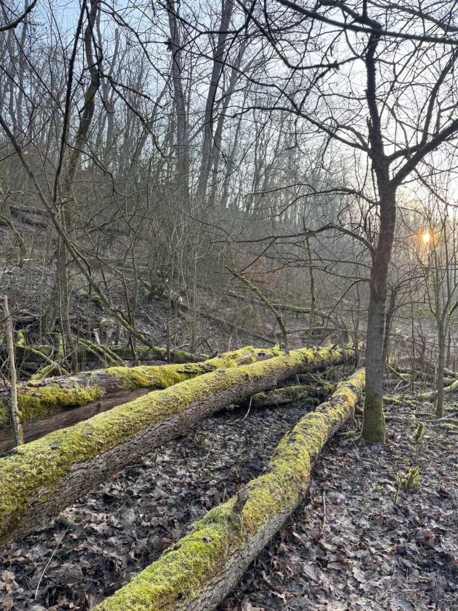 Prodej lesních pozemků k.ú. Velké Všelisy