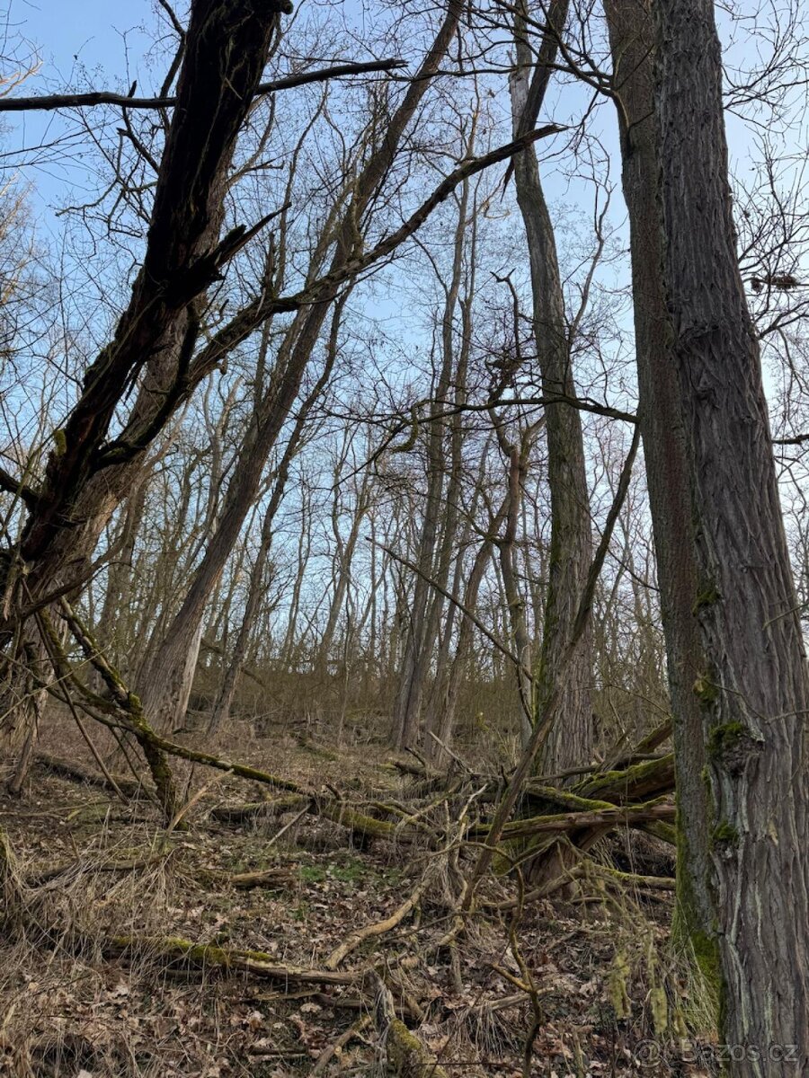 Prodej lesních pozemků k.ú. Velké Všelisy