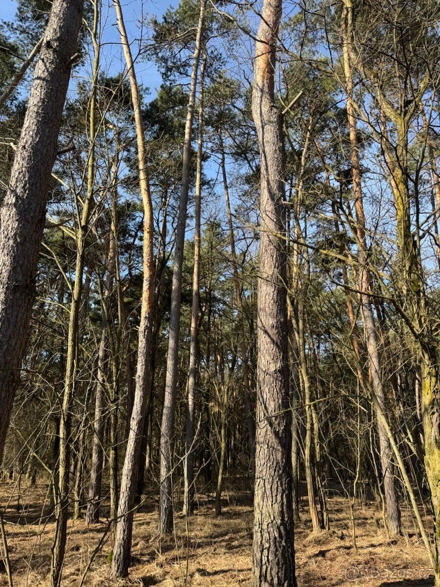Prodej lesních pozemků k.ú. Vracov
