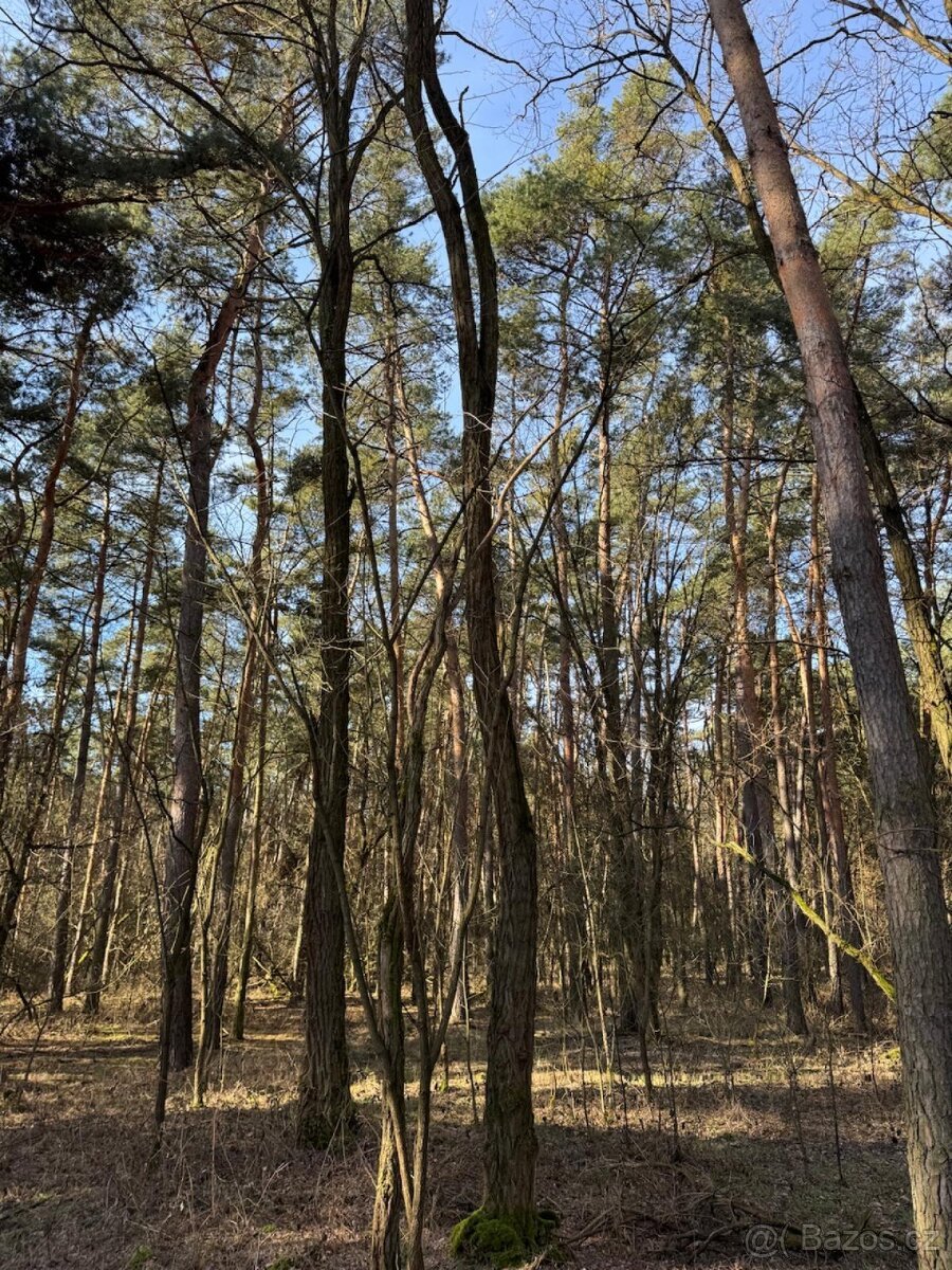 Prodej lesních pozemků k.ú. Vracov