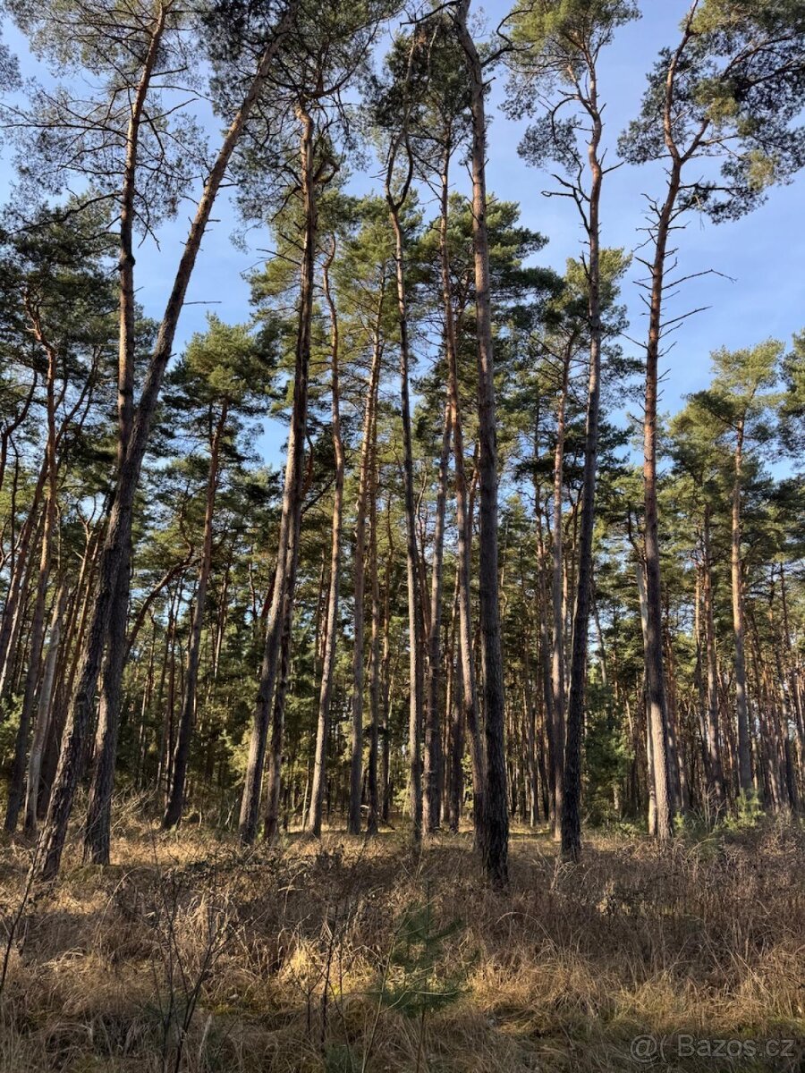 Prodej lesních pozemků k.ú. Vracov