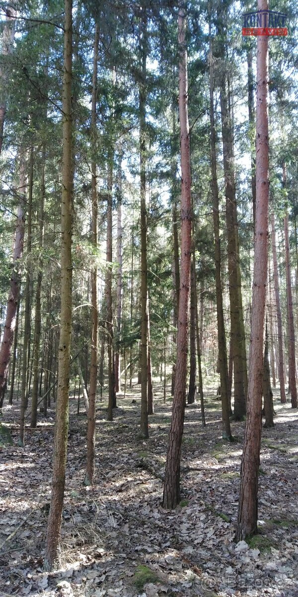 Lesní pozemky v Bítouchově u Mladé Boleslavi, ev.č. VŠ-7972