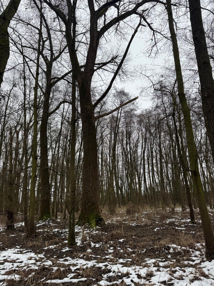 Prodej lesního pozemku k.ú. Přerov nad Labem