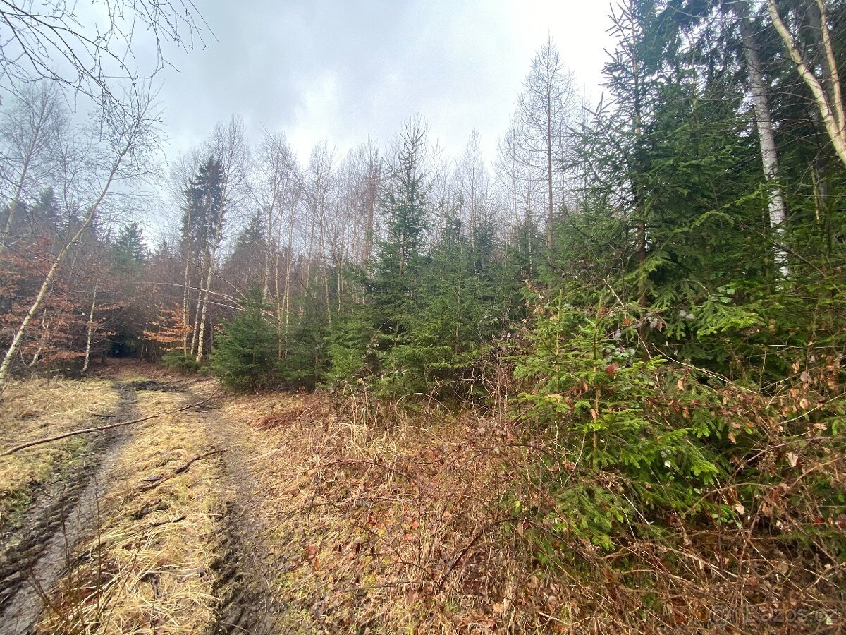 Lesní pozemek Buršice (Kolinec)