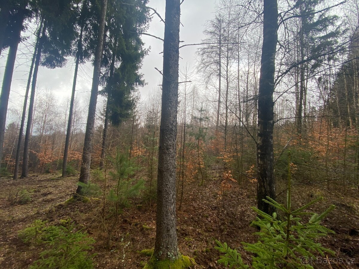 Lesní pozemek Buršice (Kolinec)