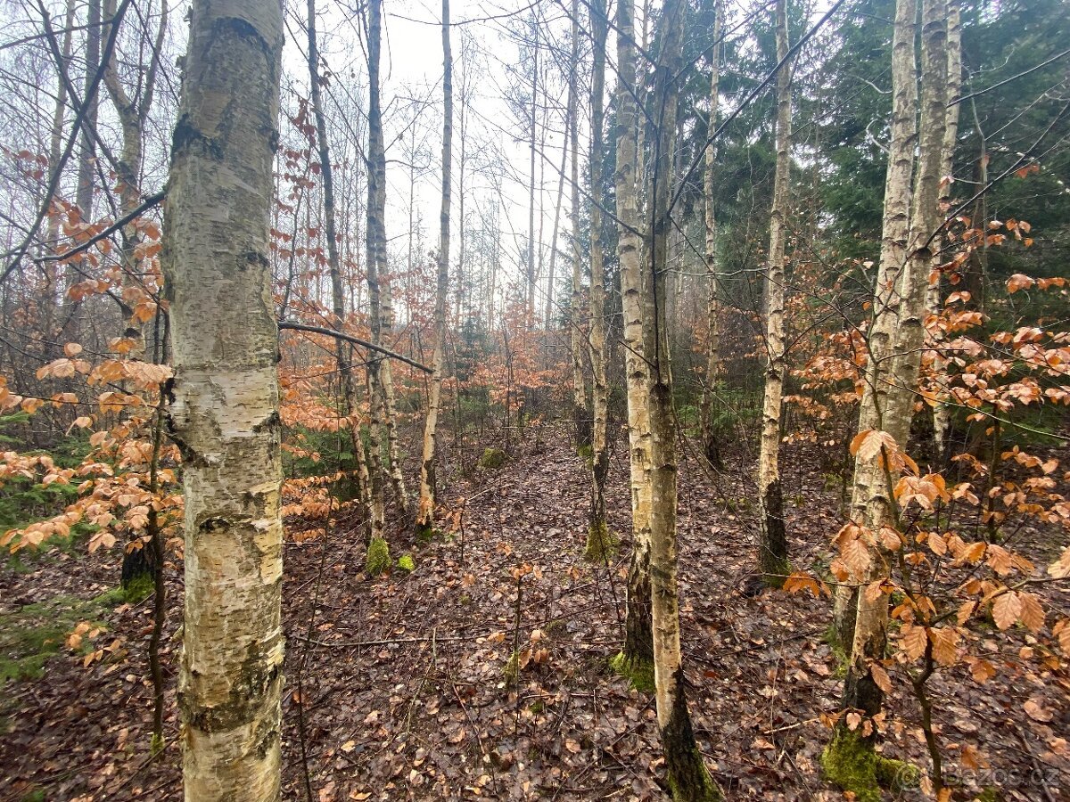 Lesní pozemek Buršice (Kolinec)