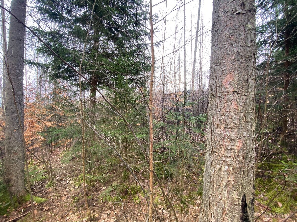 Lesní pozemek Buršice (Kolinec)