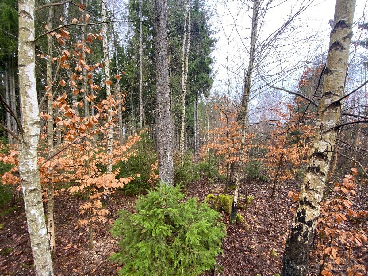Lesní pozemek Buršice (Kolinec)