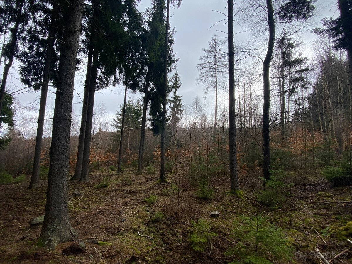 Lesní pozemek Buršice (Kolinec)