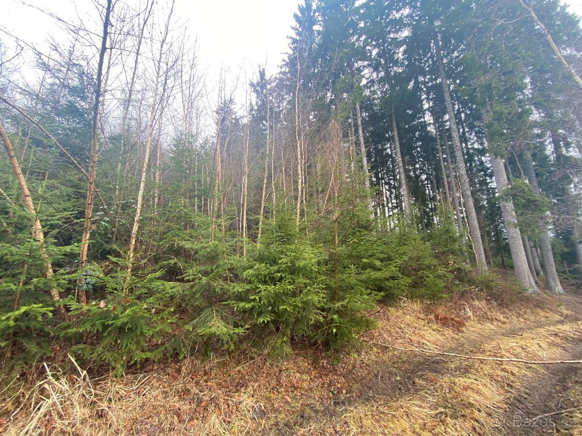 Lesní pozemek Buršice (Kolinec)