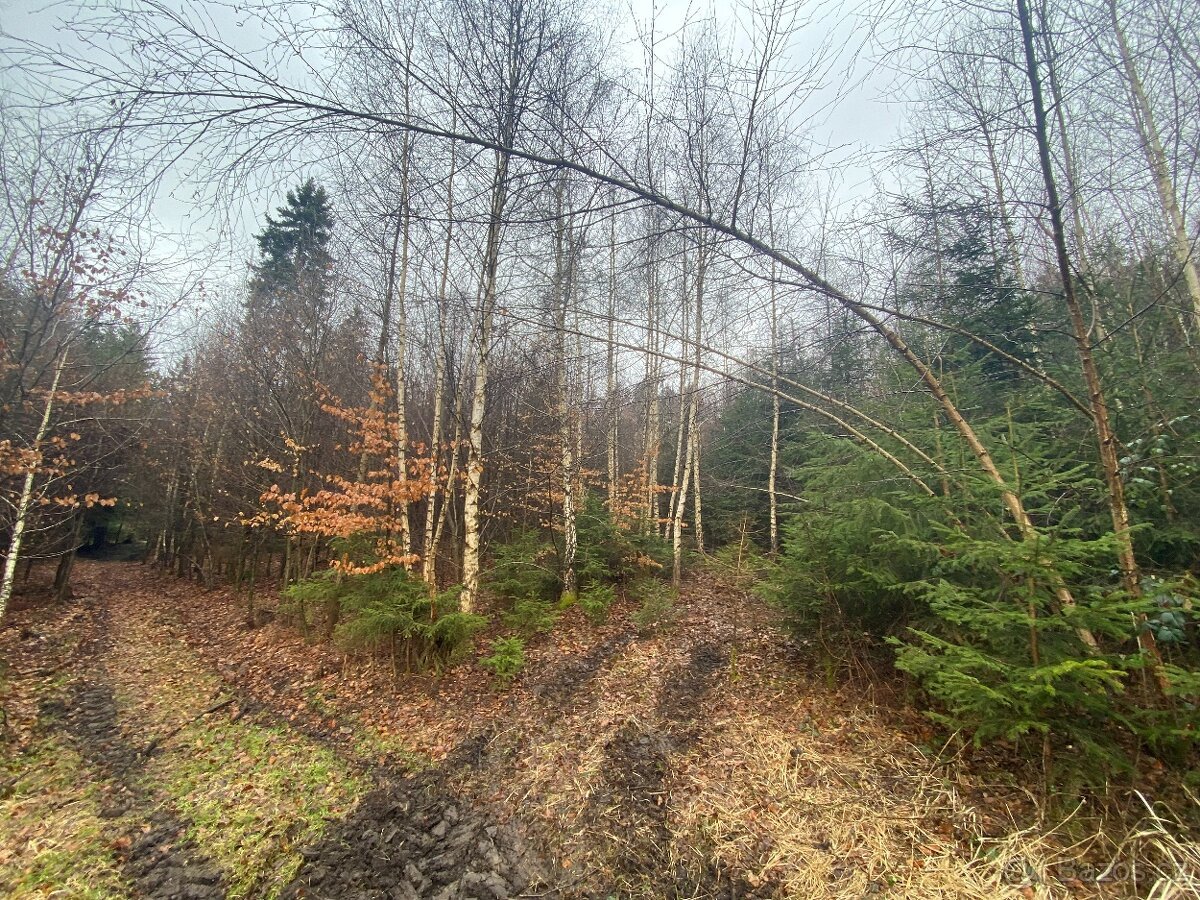 Lesní pozemek Buršice (Kolinec)