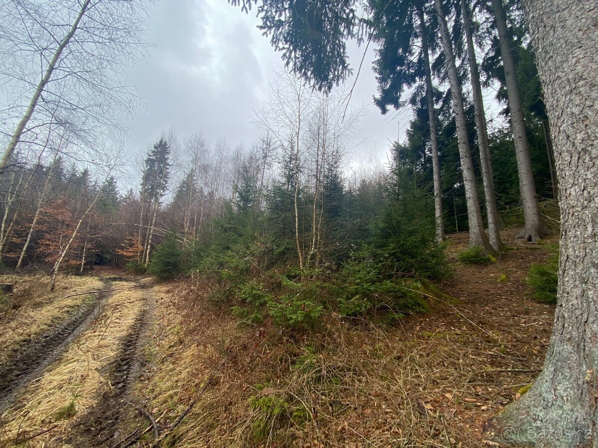 Lesní pozemek Buršice (Kolinec)