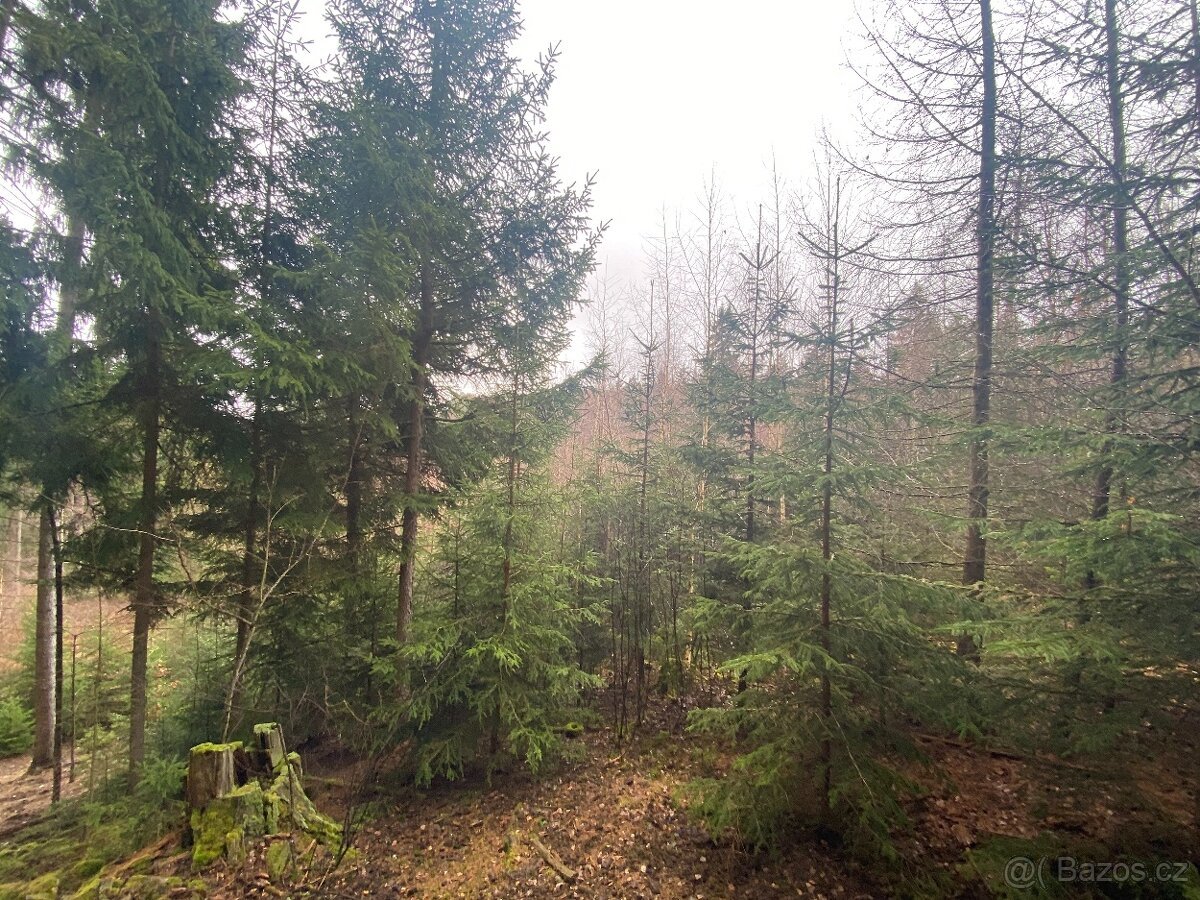 Lesní pozemek Buršice (Kolinec)