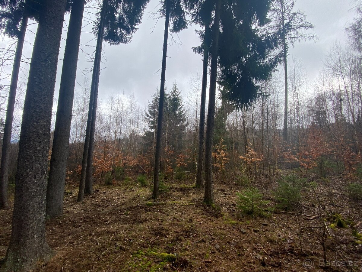 Lesní pozemek Buršice (Kolinec)