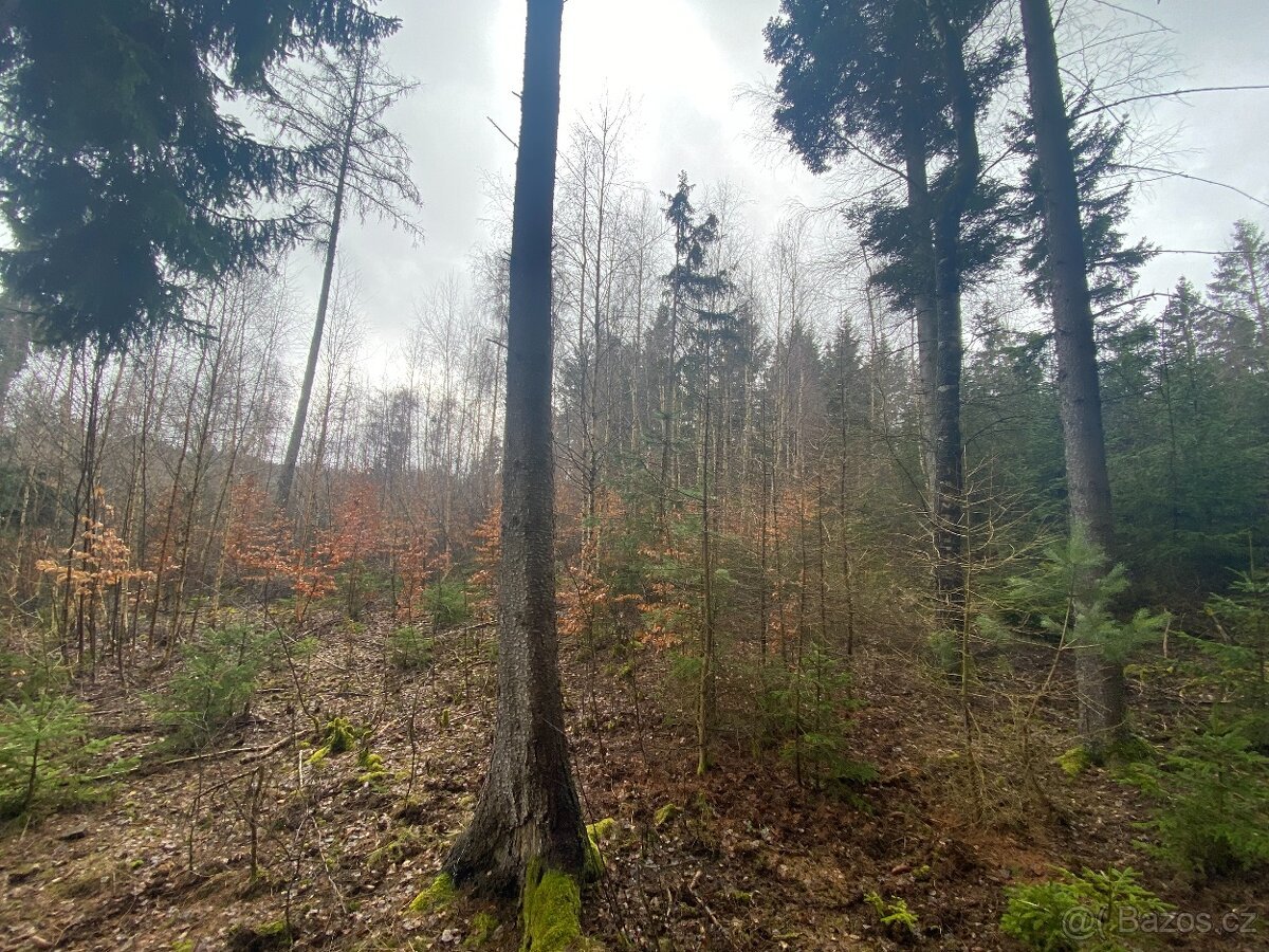Lesní pozemek Buršice (Kolinec)