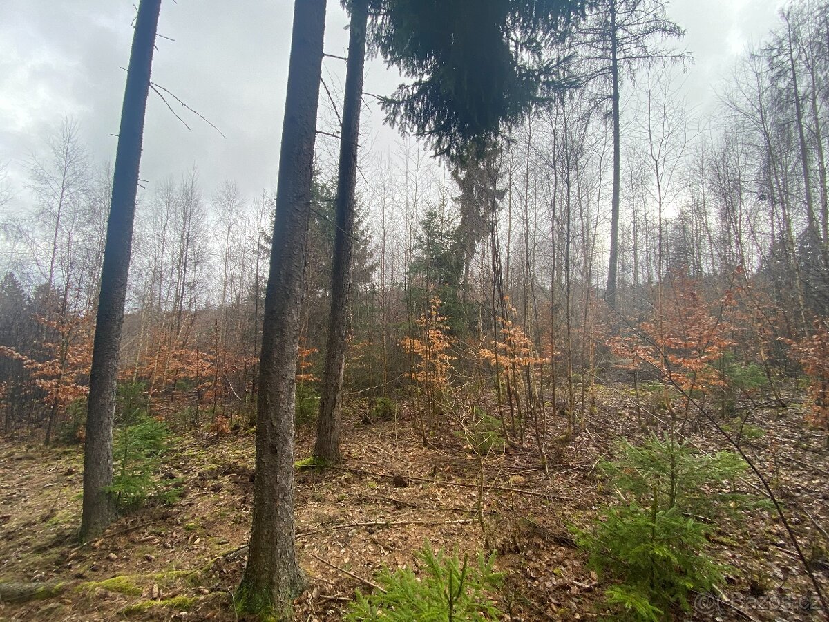 Lesní pozemek Buršice (Kolinec)