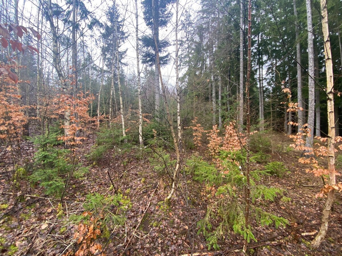 Lesní pozemek Buršice (Kolinec)
