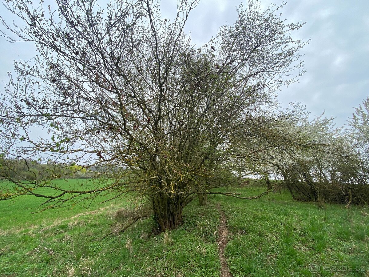 Pozemek ostatní plocha Brocno (Štětí)