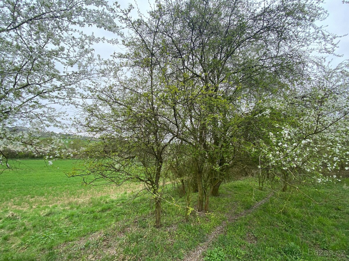 Pozemek ostatní plocha Brocno (Štětí)