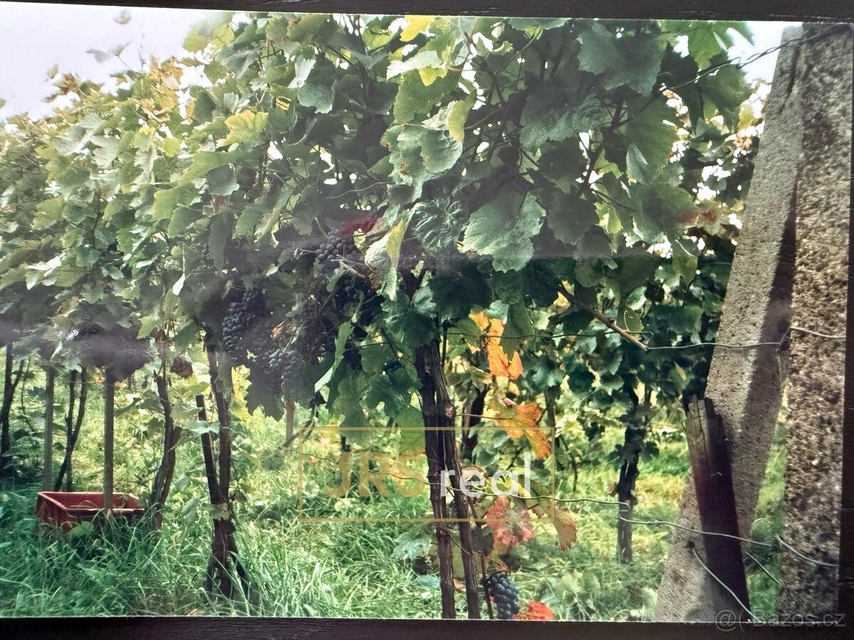 Prodej vinice 2 669 m², Mutěnice, ev.č. 130093JV