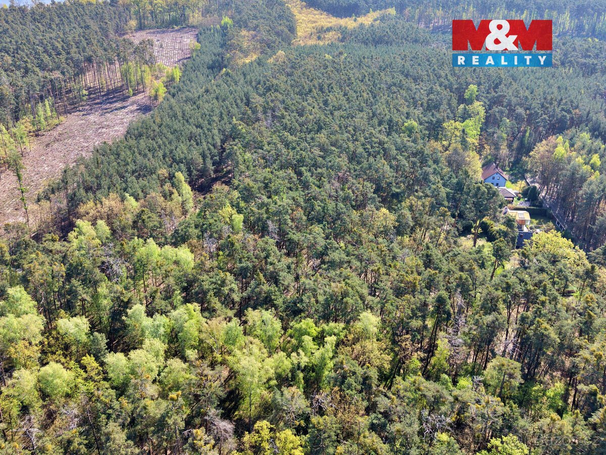 Prodej lesa, 4769 m², Sadská