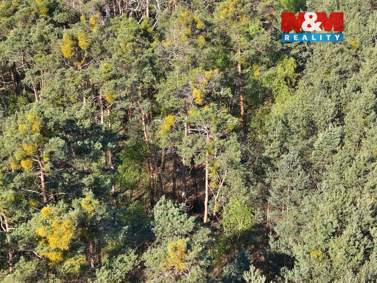 Prodej lesa, 4769 m², Sadská