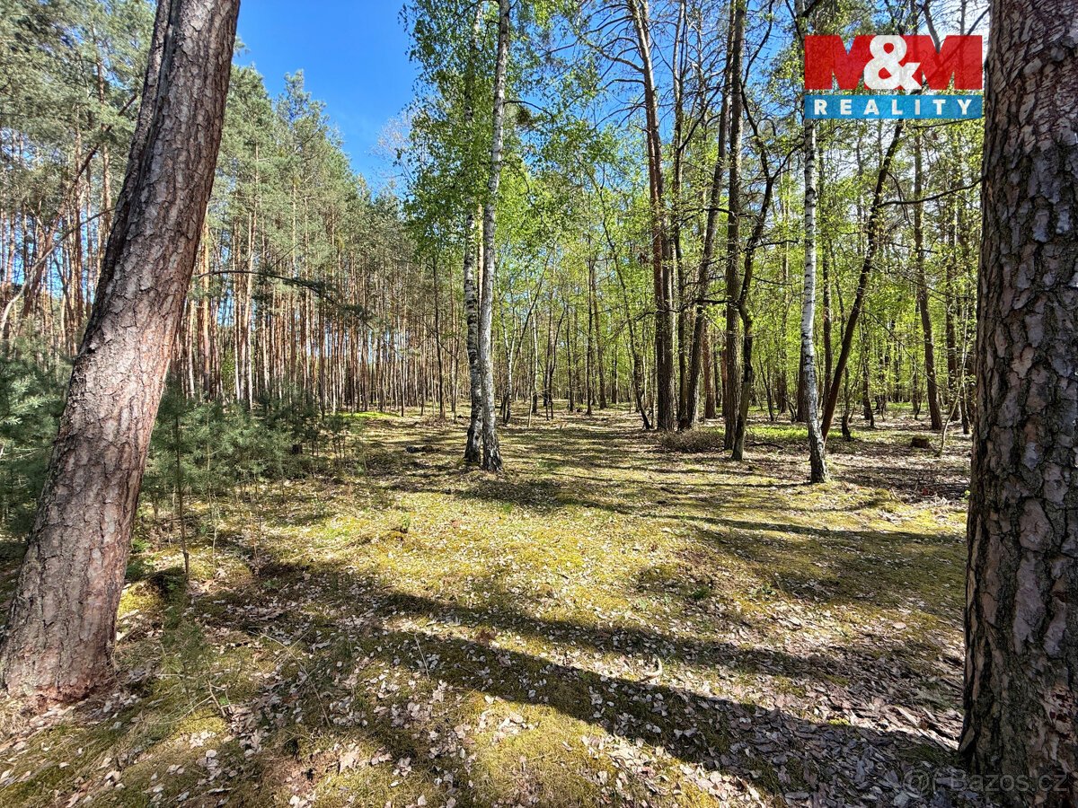 Prodej lesa, 4769 m², Sadská