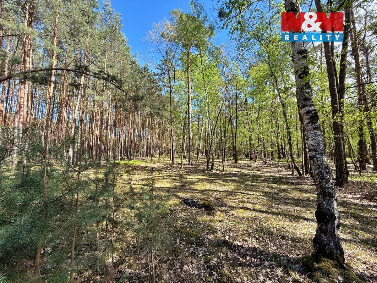 Prodej lesa, 4769 m², Sadská