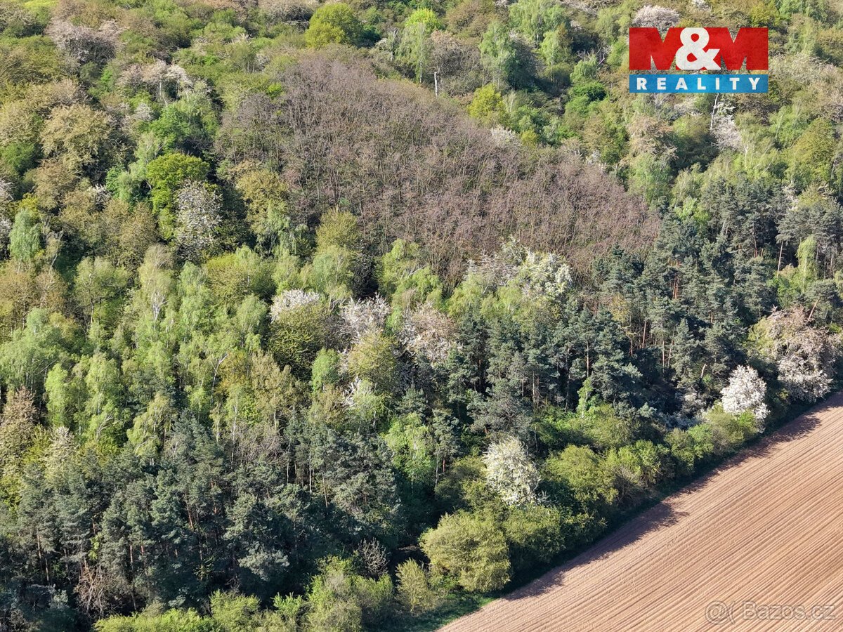 Prodej lesa, 5857 m², Kounice