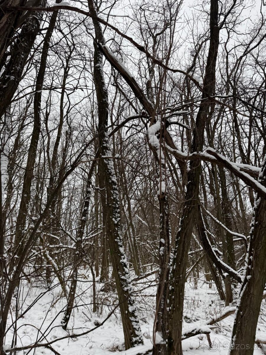 Prodej lesních pozemků k.ú. Nikolčice