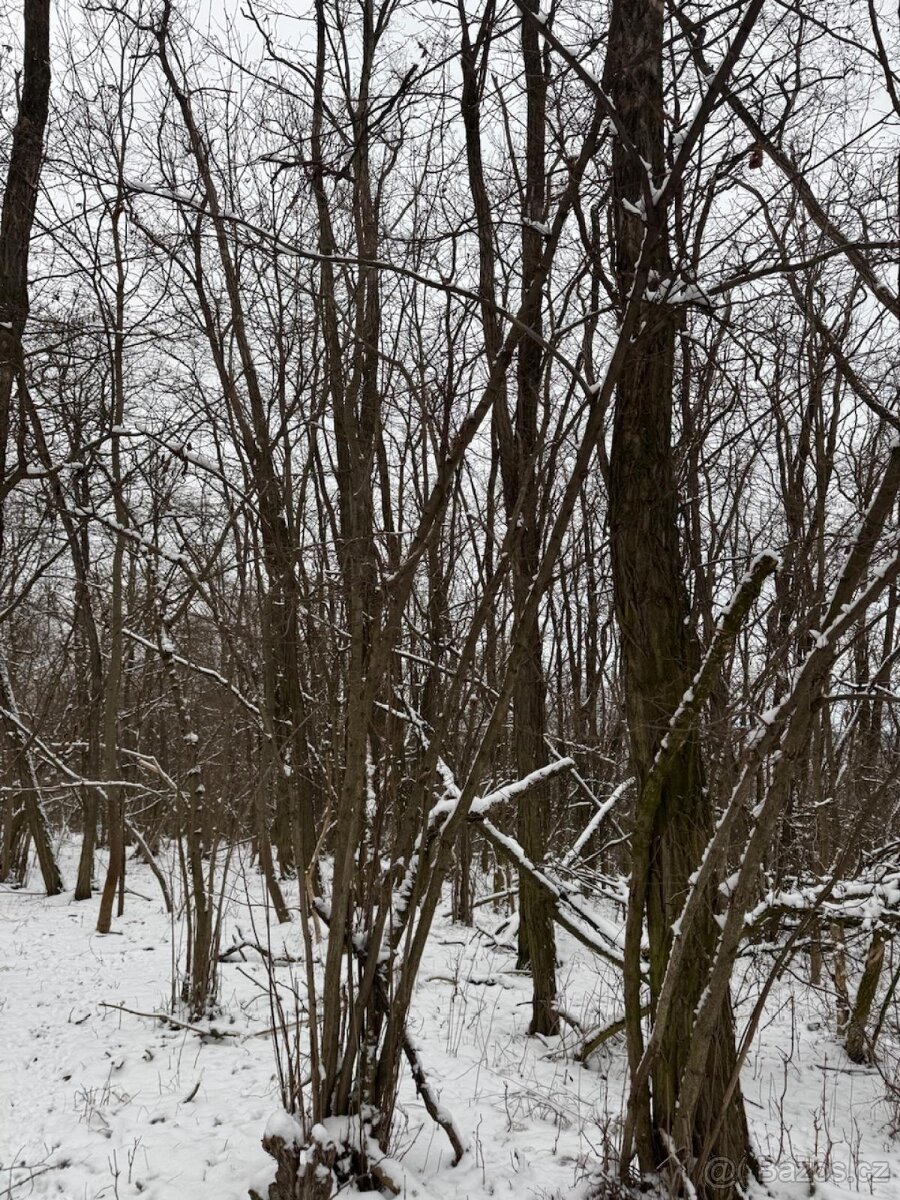 Prodej lesních pozemků k.ú. Nikolčice