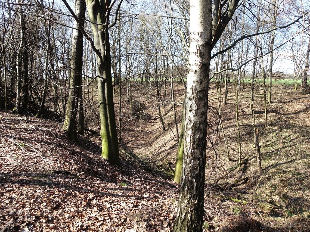 Prodej louky s kouskem lesa, 6013 m²