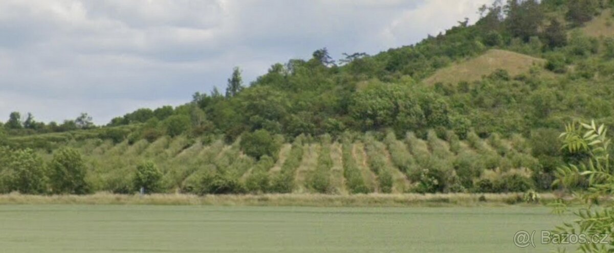 Prodej zahrady a ovocného sadu, 3900m²