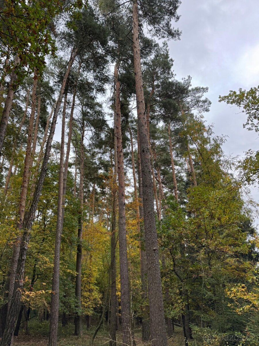 Prodej lesního pozemku v k.ú. Lštění nad Zubřinou
