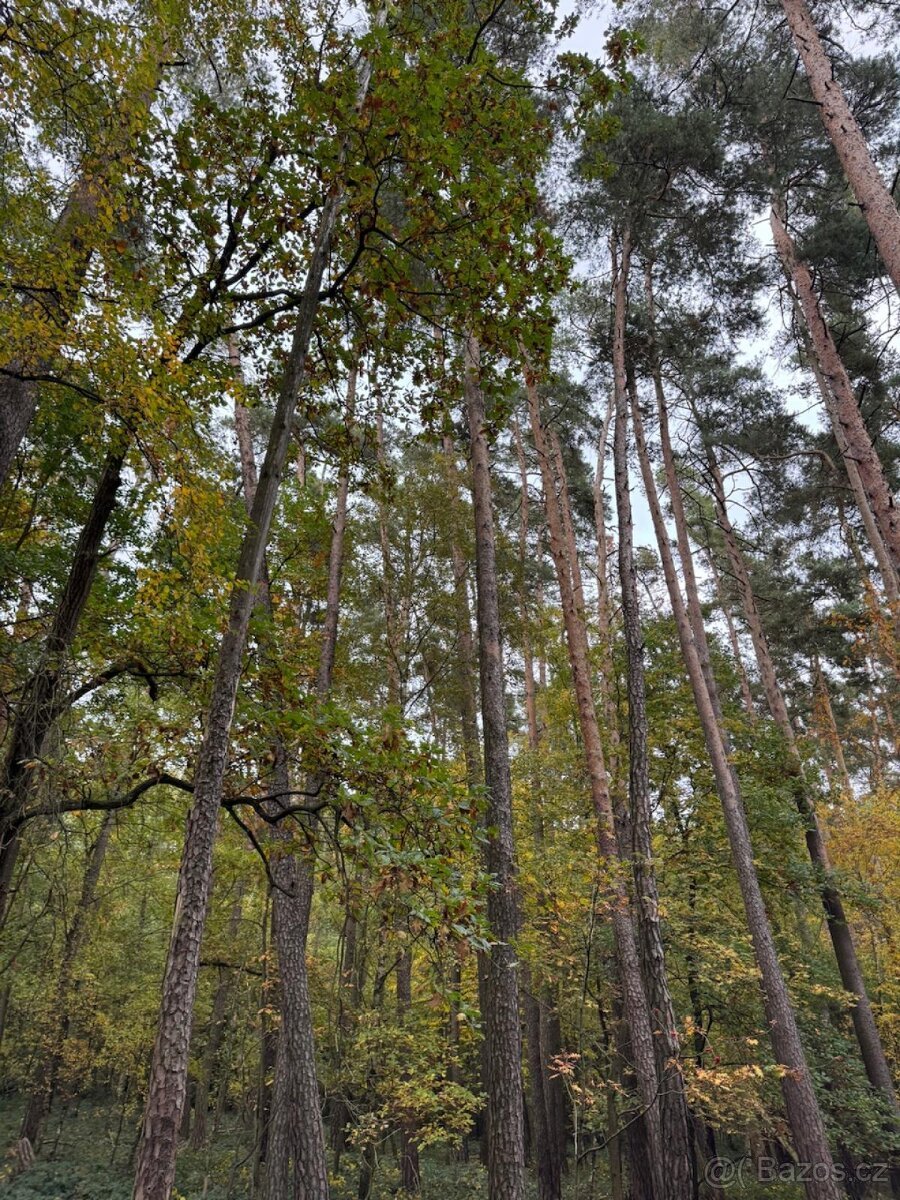 Prodej lesního pozemku v k.ú. Lštění nad Zubřinou