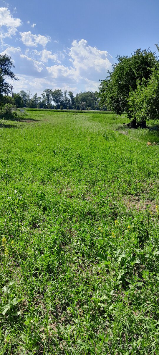 PRODÁM STAVEBNÍ POZEMEK GRYGOV 1660 m2