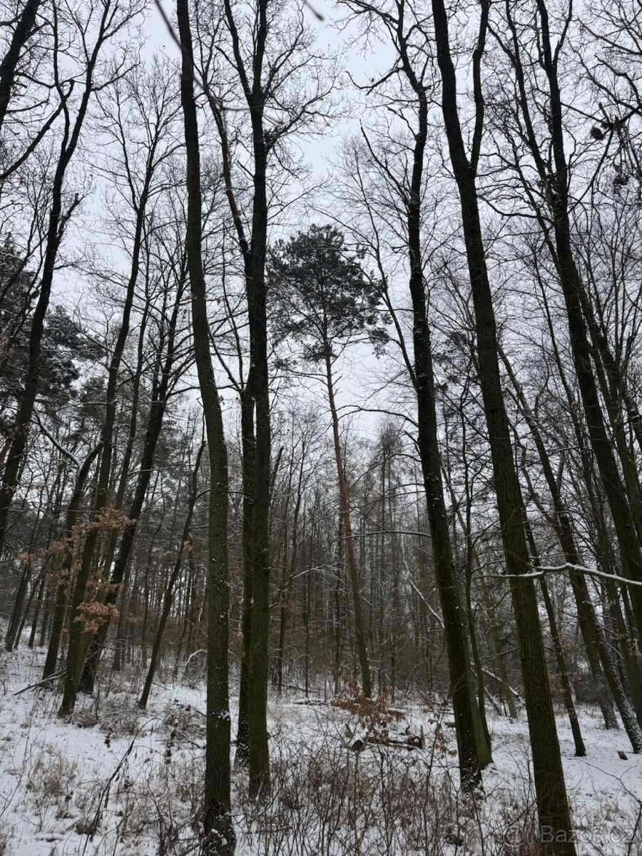 Prodej lesního pozemku k.ú. Štítary na Moravě