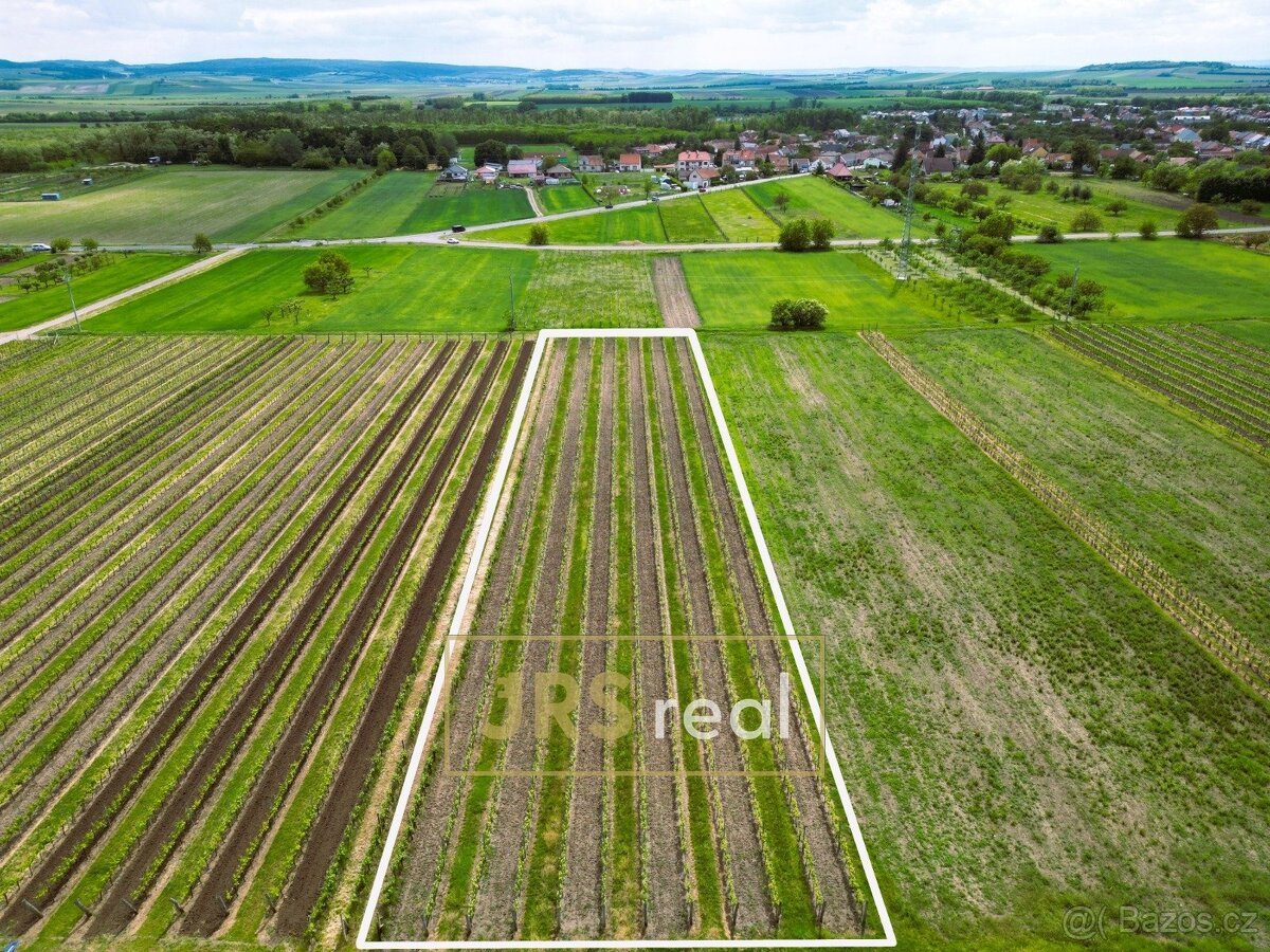 Prodej zavedené vinice 3 474 m², Březí, ev.č. 130105JV