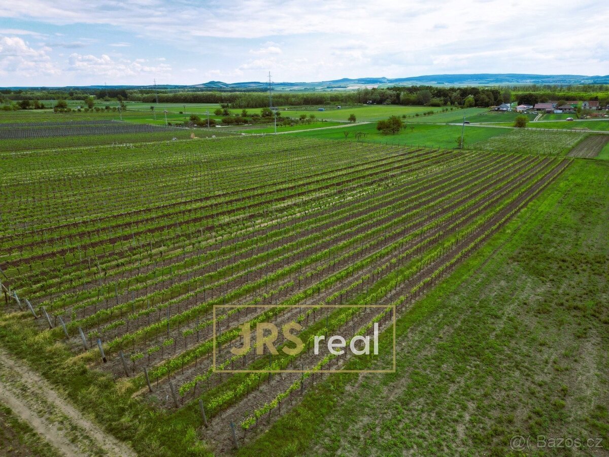 Prodej zavedené vinice 3 474 m², Březí, ev.č. 130105JV