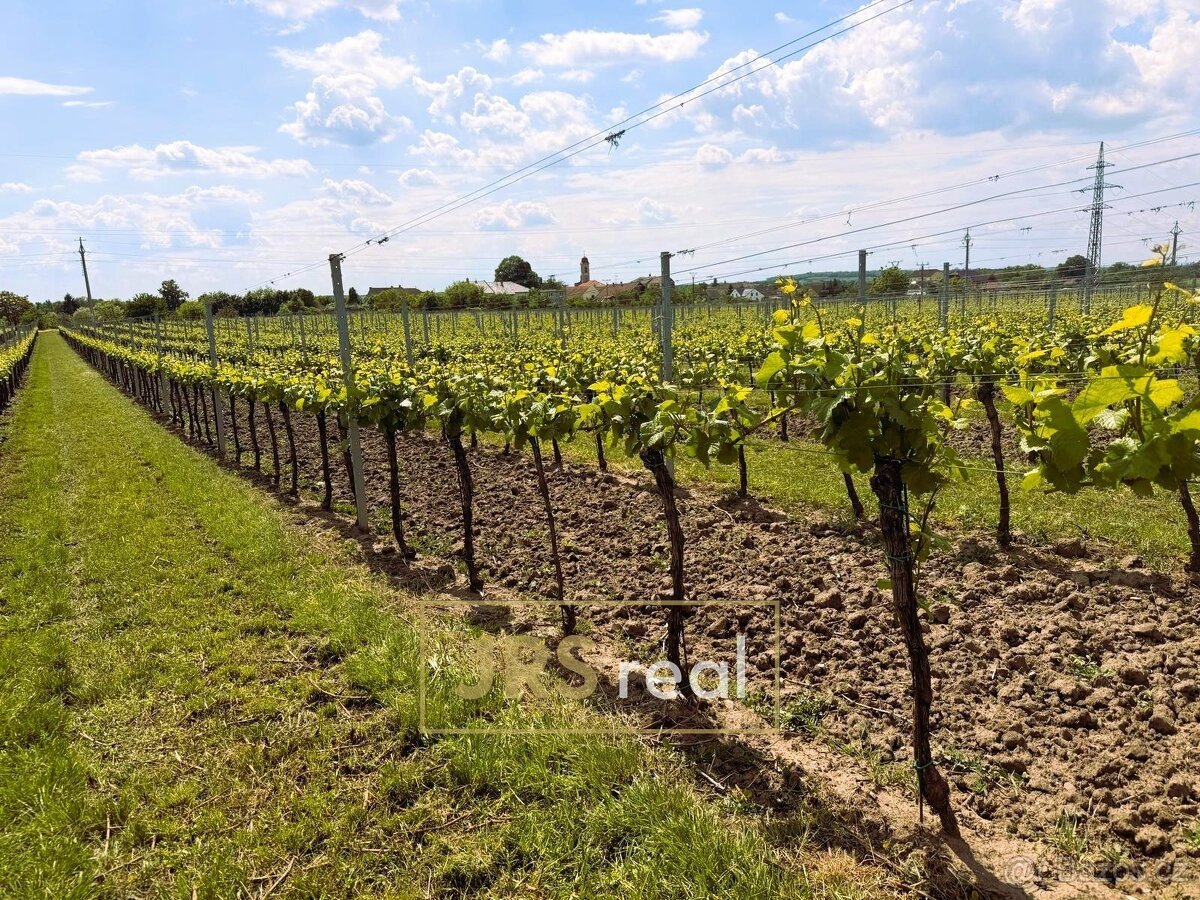 Prodej zavedené vinice 3 474 m², Březí, ev.č. 130105JV