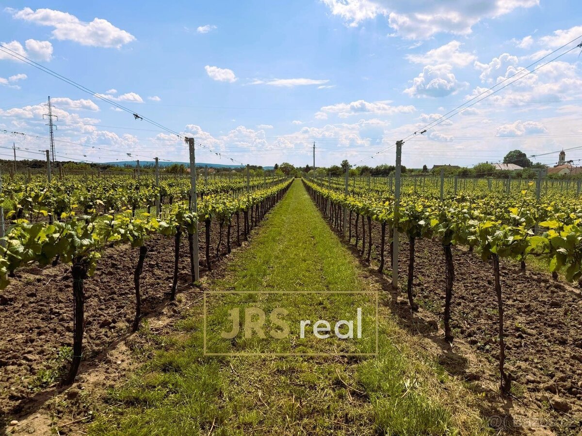 Prodej zavedené vinice 3 474 m², Březí, ev.č. 130105JV
