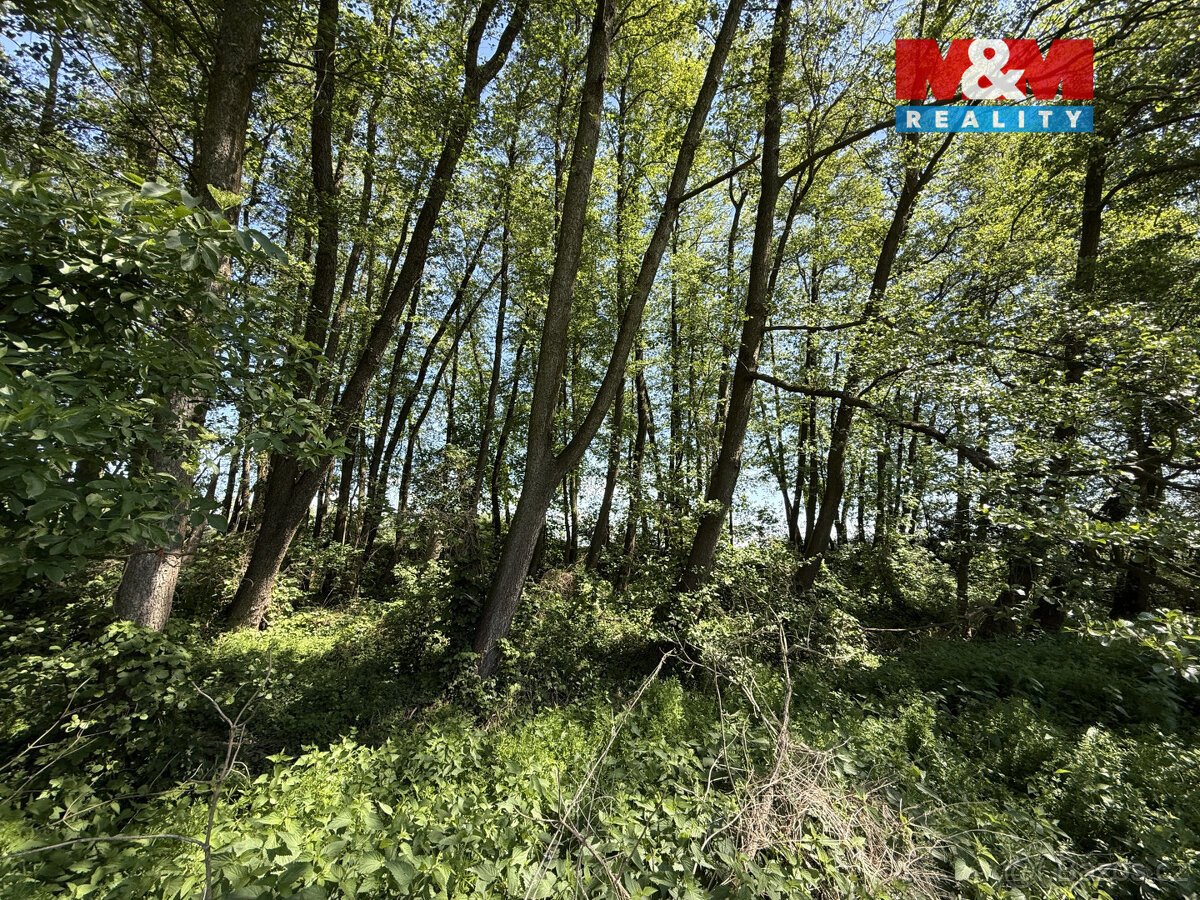 Prodej lesa, 5227 m², Lysá nad Labem