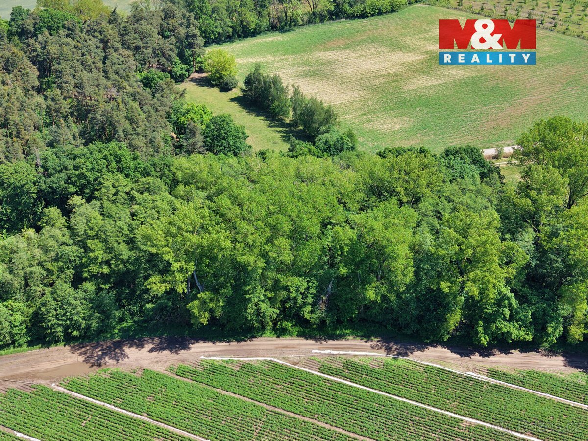 Prodej lesa, 5227 m², Lysá nad Labem