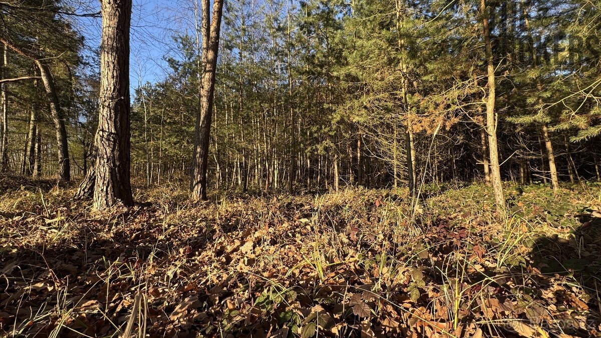 Prodej lesa, 8 225 m², Lány na Důlku, Pardubice