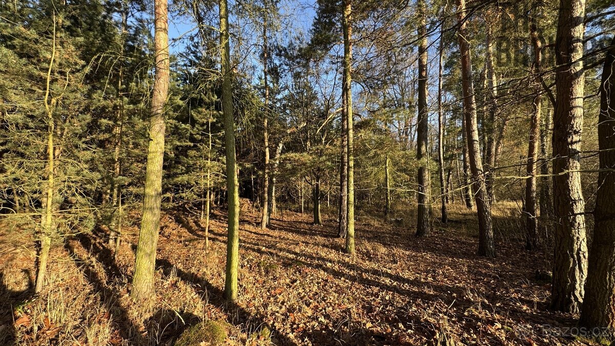 Prodej lesa, 8 225 m², Lány na Důlku, Pardubice