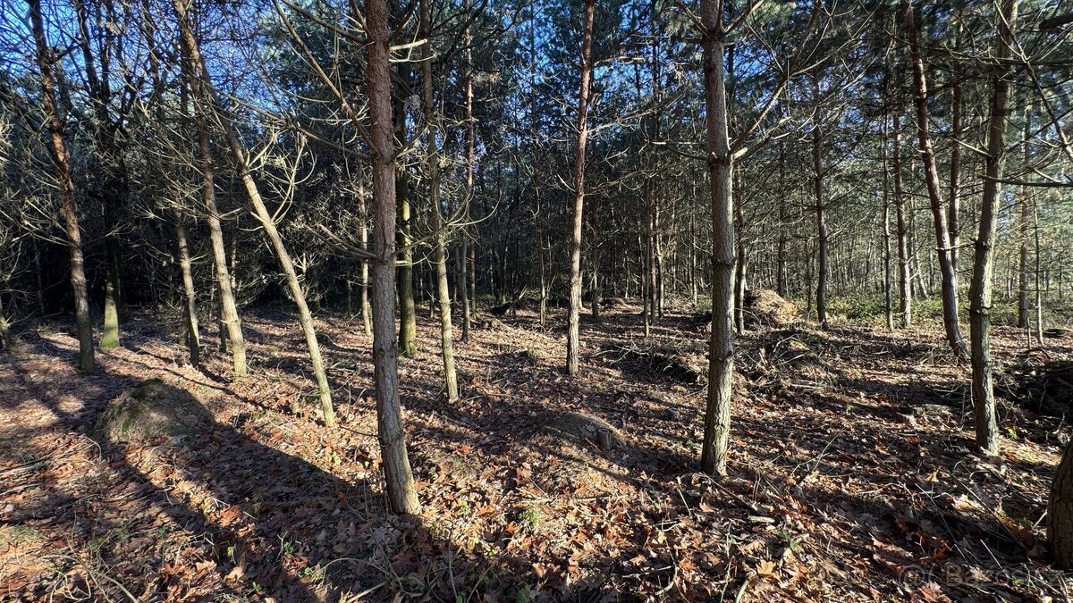 Prodej lesa, 8 225 m², Lány na Důlku, Pardubice
