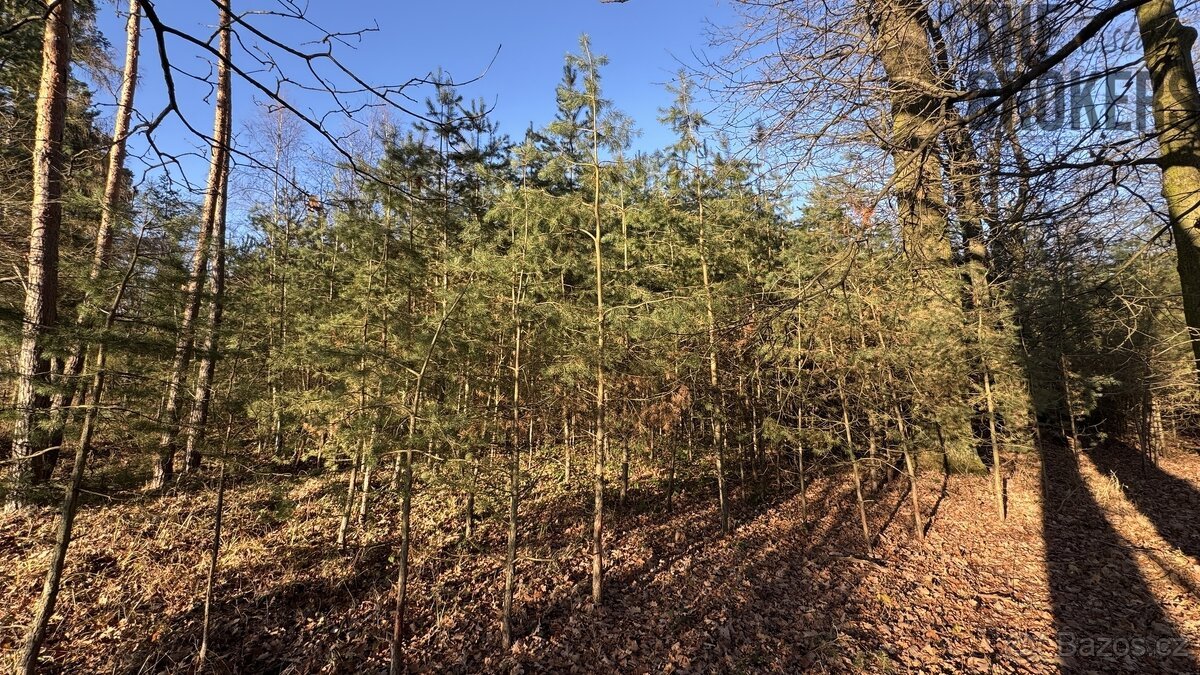 Prodej lesa, 8 225 m², Lány na Důlku, Pardubice